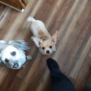 Meet your Posher, Pat